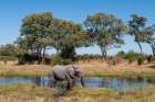 An African elephant-on a Khwai River bank Khwai Concession Area-Okavango Delta-Botswana Art Print